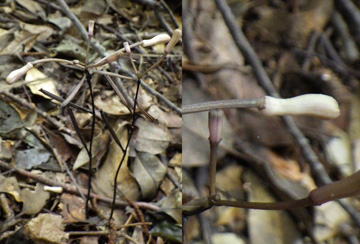 和歌山県西牟婁郡上富田町岩田のクロムヨウラン（花は一度も開かず硬い蕾のまま落下するにも関わらず結実する）。（画像：神戸大学発表資料より）