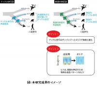 研究成果のイメージ。（画像：京都大学発表資料より）