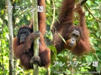 （左）フランジ雄。体重90キロを越える。（右）アンフランジ雄。雌に似た外見で体重は40キロ前後しかない。（画像：京都大学発表資料より）