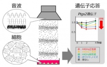 研究のイメージ。（画像：京都大学発表資料より）