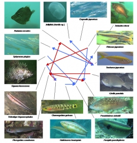 研究の対象となった舞鶴湾の15種の生物と、個体数変動データから明らかになった生物種間の14の関係性（種間相互作用）。 （画像：京都大学発表資料より）