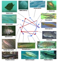 研究の対象となった舞鶴湾の15種の生物と、個体数変動データから明らかになった生物種間の14の関係性（種間相互作用）。 （画像：京都大学発表資料より）