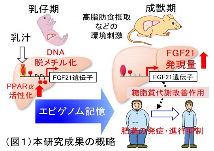 研究の概略。 （画像：東京医科歯科大学発表資料より）