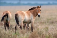 Przewalski（プルツワルスキー）。