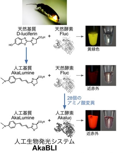 人工生物発光システムAkaBLIの開発：ホタルの生物発光を基質と酵素の両面から共進化（写真：理研の発表資料より）