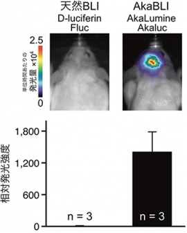 マウス線条体の発光シグナル（写真：理研の発表資料より）