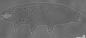 ショウナイチョウメイムシの顕微鏡写真。 （画像：慶應義塾大学先端生命科学研究所発表資料より）