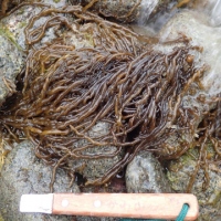 発見された新種、ニセクロモズク。（画像：神戸大学発表資料より）