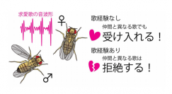 研究の概念図。（画像：名古屋大学発表資料より）
