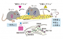 ratCRP1による同種内・異種間コミュニケーションの概略。（画像：理化学研究所発表資料より）