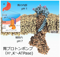 胃プロトンポンプ。（画像:日本医療研究開発機構発表資料より）