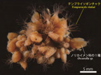 テンプライソギンチャク Tempuractis rinkai gen. et sp. nov.（三崎
新井浜海岸産）。（画像:東京大学発表資料より）