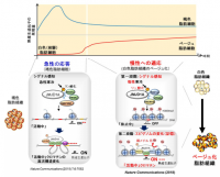 エピゲノム変化と細胞の質の変化がもたらす寒い環境への慢性的な適応のしくみ。（画像:東京大学発表資料より）
