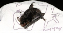 生きたままの捕獲に成功したヤンバルホオヒゲコウモリ。（画像:京都大学発表資料より）