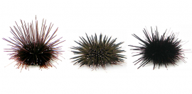 左から順にタワシウニ、ツマジロナガウニ、ムラサキウニ。（画像:京都大学発表資料より）