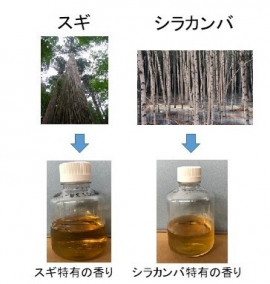木から作られたアルコール。（画像:森林総合研究所発表資料より）