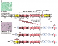 窒素固定能を持つシアノバクテリアとその窒素固定の遺伝子（Ａ）を、窒素固定能を持たないシアノバクテリアに遺伝子を導入して作った新しい３つの株（Ｂ）。（画像:名古屋大学発表資料より）