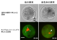 ライブセルイメージングで異常が認められた受精卵の画像。（画像:東京農工大学発表資料より）