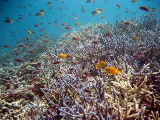 西表島の健康なサンゴ礁。（提供：写真AC）