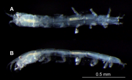 新属新種シモジチヂミアナイスの背面写真（A)と左側面写真（B）。（画像:北海道大学発表資料より）