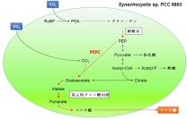 二酸化炭素からコハク酸への変換経路。（画像:神戸大学発表資料より）