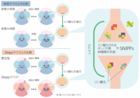 Sleepy変異マウスと断眠させたマウスの2種類の眠気モデルマウスの脳を比較したところ、眠気の程度に応じて80種類の蛋白質群SNIPPsのリン酸化が変化していた。（画像:筑波大学発表資料より）