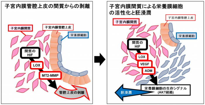 子宮内膜間質による管腔上皮の剥離と栄養膜細胞活性化と胚浸潤誘導。（画像:東京大学発表資料より）