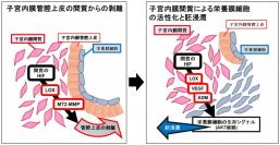 子宮内膜間質による管腔上皮の剥離と栄養膜細胞活性化と胚浸潤誘導。（画像:東京大学発表資料より）