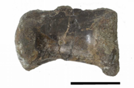 発見された恐竜の尾椎骨化石（右側面観）。スケールは5cm。（画像:北海道大学発表資料より）