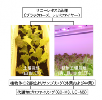 研究の参考図。（画像:筑波大学発表資料より）