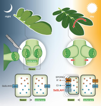 陰イオンチャネル SsSLAH1 は、朝方に葉の下面側（flexor）の細胞だけで発現し、葉の上面側（extensor）の細胞では発現しない。このため、朝方に葉の下面側の細胞が収縮し、それに引っ張られるように葉が外側に倒れて開く（作図：ウチダヒロコ）。（画像:東北大学発表資料より）