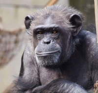 研究で試料を提供したチンパンジーの一匹、アキナ。（画像:京都大学発表資料より）