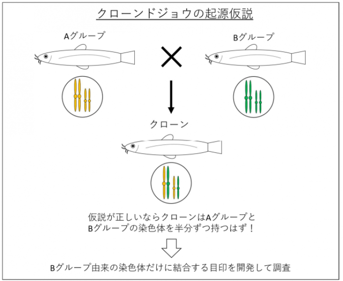 クローンの起源仮説と調査方法。（画像:北海道大学発表資料より）