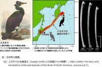 研究の概要。（画像:京都大学発表資料より）