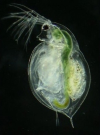 ミツクリミジンコの雌個体。（画像:東北大学発表資料より）