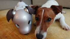 aiboと戯れる犬。仲間として認識しているという。（写真：ソニー発表資料より