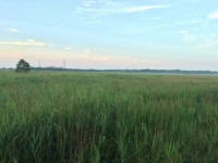 湿性耕作放棄地。ヨシやクサヨシが優占している。かつて営農された履歴を有する。（画像:北海道大学発表資料より）