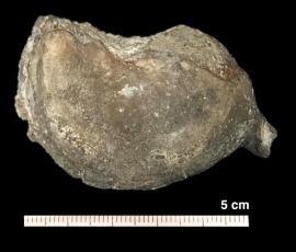 新たに発見された首長竜の頸椎骨。(画像:東京都市大学発表資料より) 新たに発見された首長竜の頸椎骨。(画像:東京都市大学発表資料より)