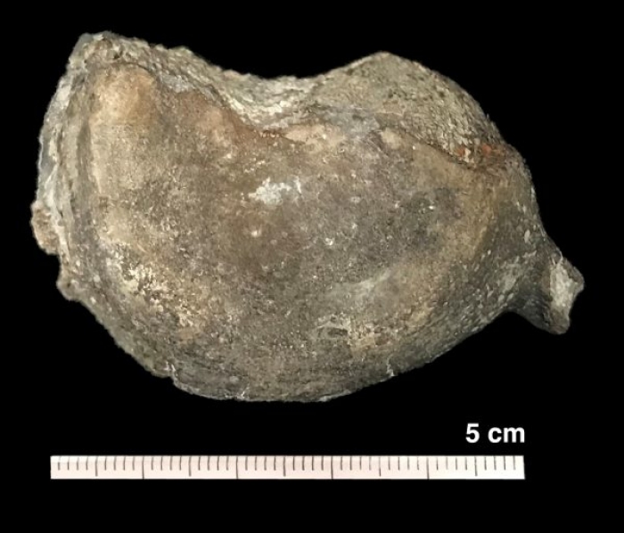 新たに発見された首長竜の頸椎骨。（画像:東京都市大学発表資料より）