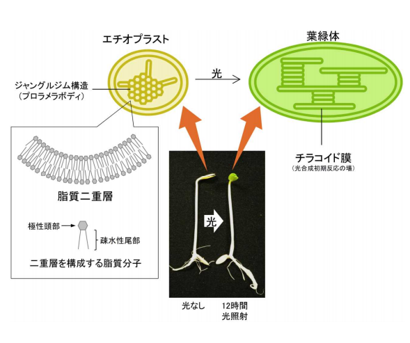 エチオプラストの膜構造。（画像:東京大学発表資料より）