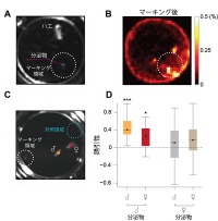オスのマーキング領域に惹きつけられるハエ。（画像:理化学研究所発表資料より）