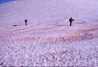 アラスカで観察された赤雪現象。（画像:国立環境研究所発表資料より）