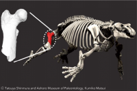 デジタル復元したパレオパラドキシアと「再発見」された化石の部位。（画像:筑波大学発表資料より）