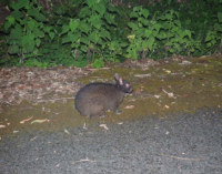 アマミノクロウサギ。（写真:筑波大学発表資料より）