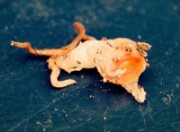 1992年に発見された際の「コウベタヌキノショクダイ」。発見時はタヌキノショクダイ属だとは明らかになっていなかった。（画像:神戸大学発表資料より）