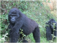 野生のマウンテンゴリラ（ウガンダ共和国で撮影）。（画像:中部大学発表資料より）