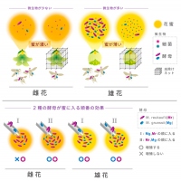 （上）研究の概念図（下）酵母の導入実験（イラスト：辻かおる、深見理、神崎裕一郎）。（画像:京都大学発表資料より）