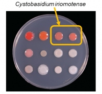 グルコースとキシロースを効率的に取り込み油脂を生産する酵母。（画像:理化学研究所発表資料より）