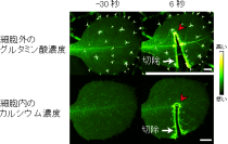 葉の一部をはさみで切除した時（0秒、白矢印）に起こる細胞外のグルタミン酸の濃度上昇 （赤矢尻、上図）と細胞内のCa2＋濃度上昇（赤矢尻、下図）。（画像:埼玉大学発表資料より）