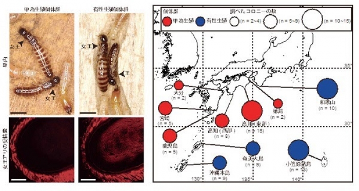 ナカジマシロアリの単為生殖個体群と有性生殖個体群。（画像:京都大学発表資料より）
